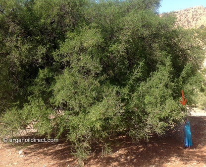 Crown Elixer™ | Pure Argan Oil