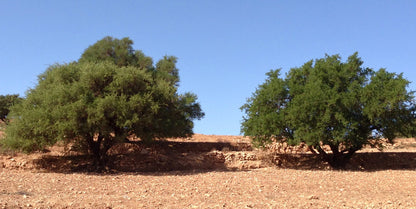 Crown Elixer™ | Pure Argan Oil